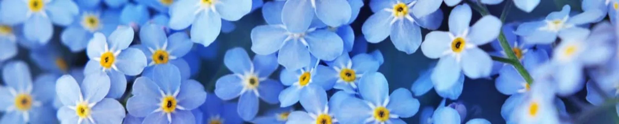 Cover photo for Evelyn Jane Stafford's Obituary