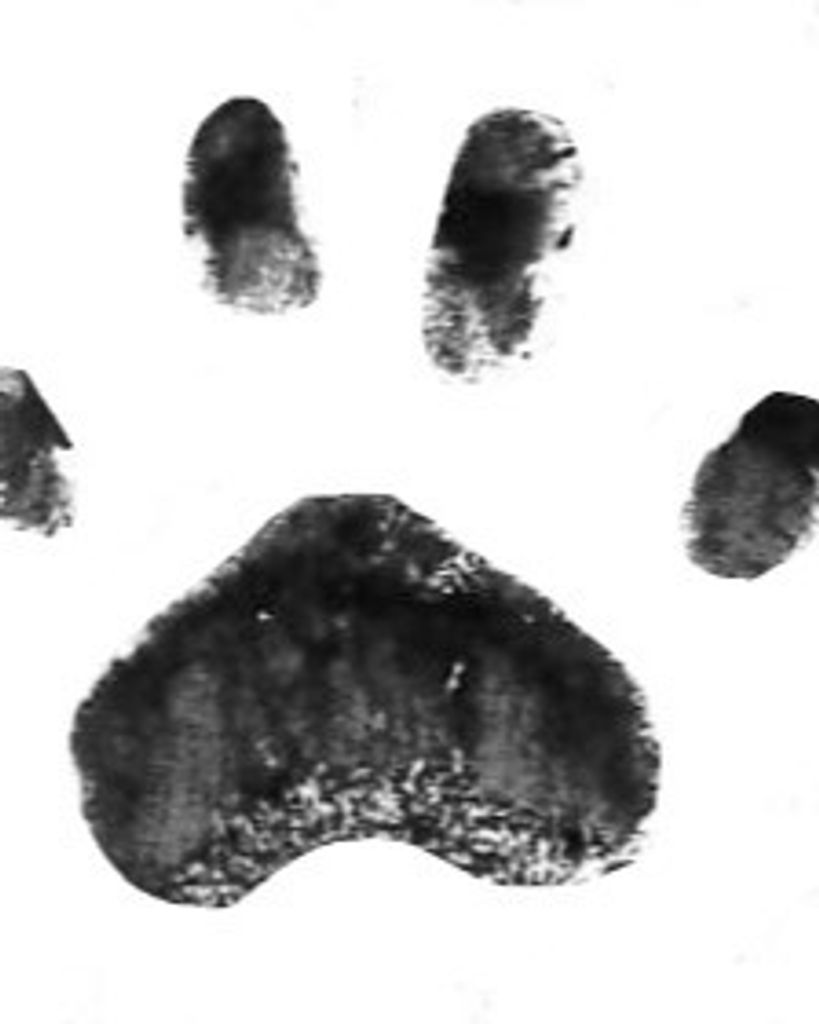 Shadow Rodriguez Profile Photo