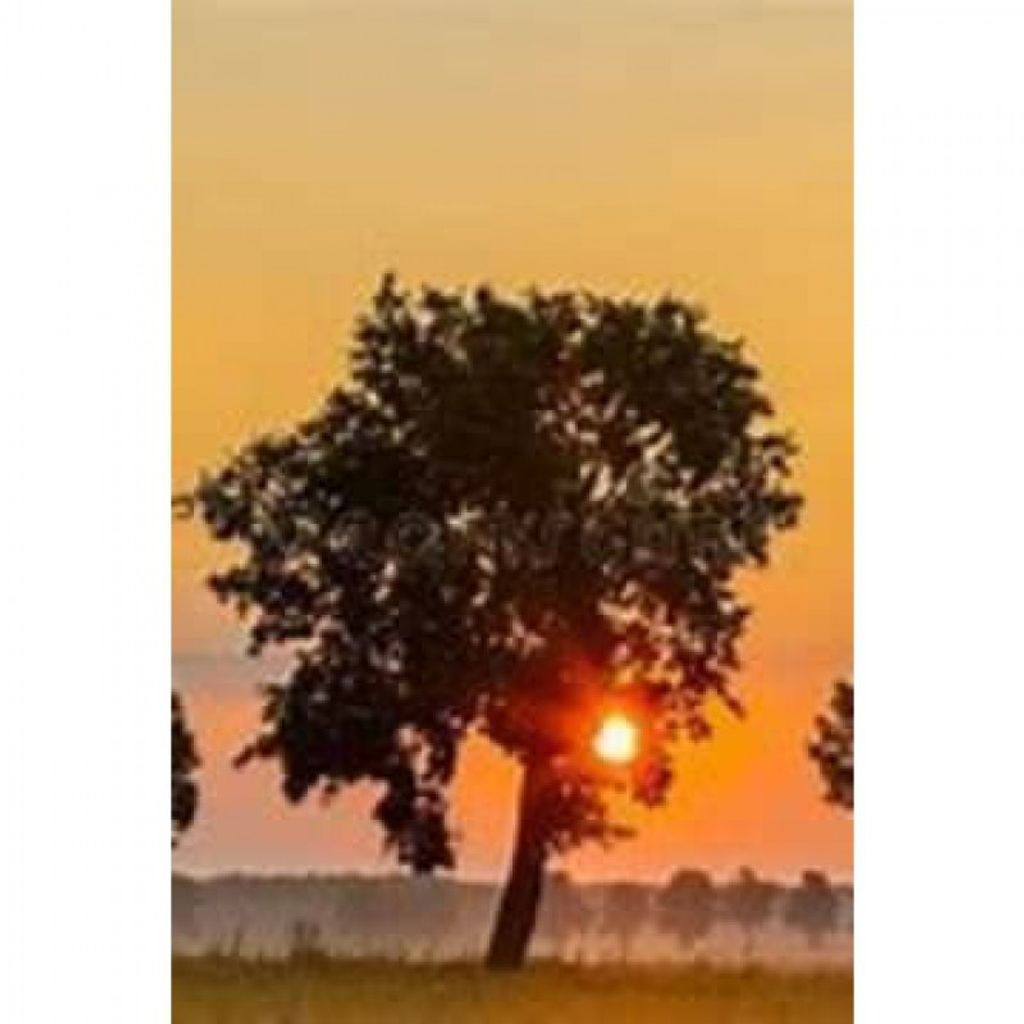 Edna May Williams Profile Photo