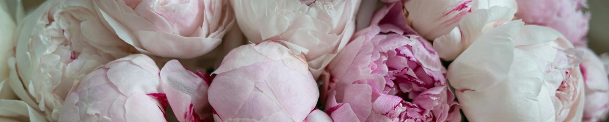 Cover for Karen Westberg's Obituary