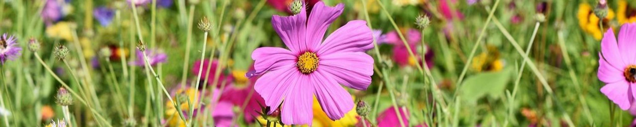 Cover photo for Marjorie “Margie” Mahler's Obituary