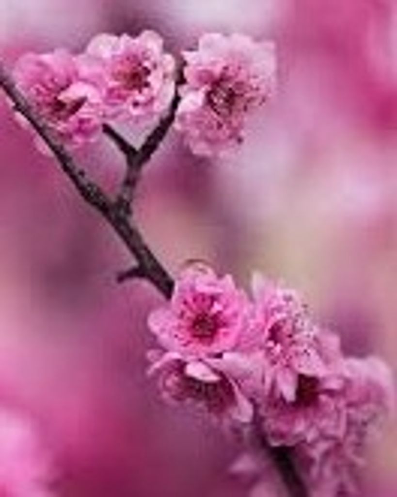 Jane Steele Beetem Profile Photo