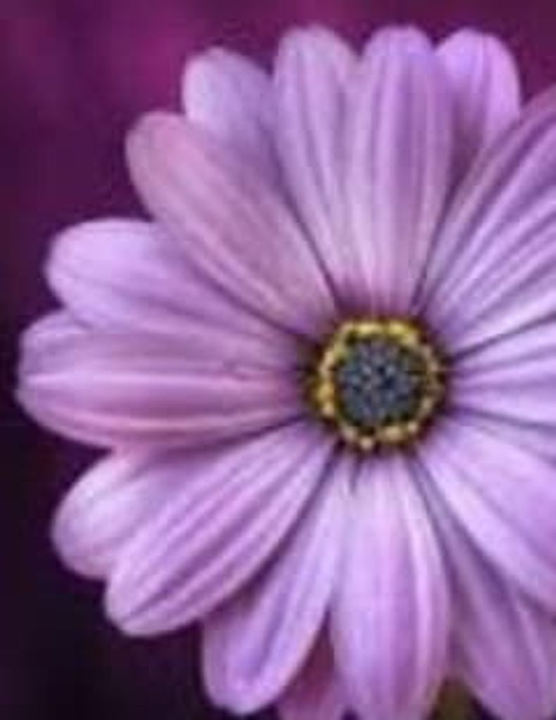 Vickie Mcwhorter Profile Photo
