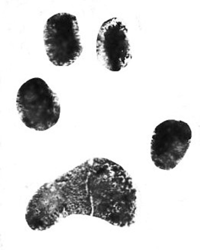 Smokey Watts Profile Photo