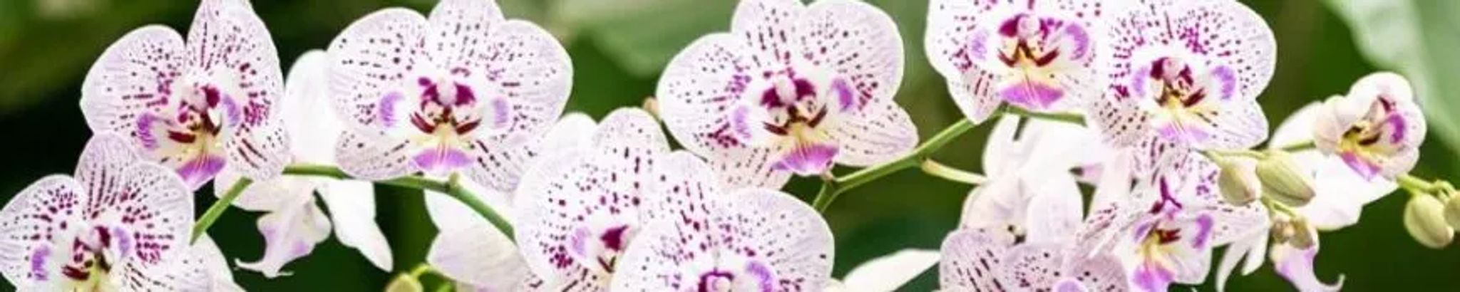 Cover photo for Angelina Morales's Obituary