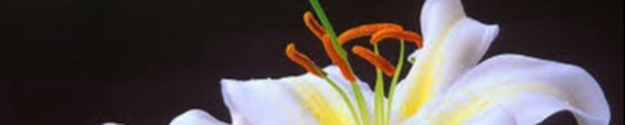 Cover photo for Pearly Alvara Young's Obituary