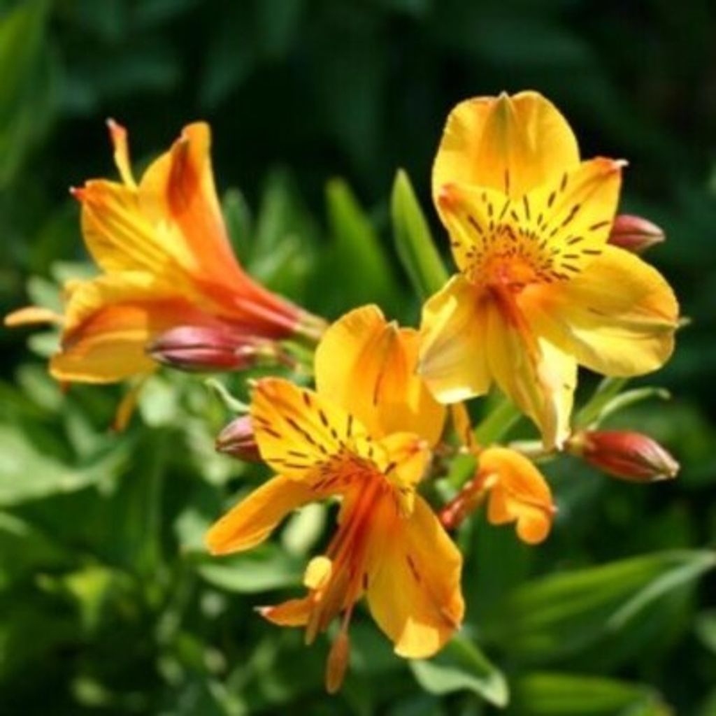 Josiane L. Duvernois