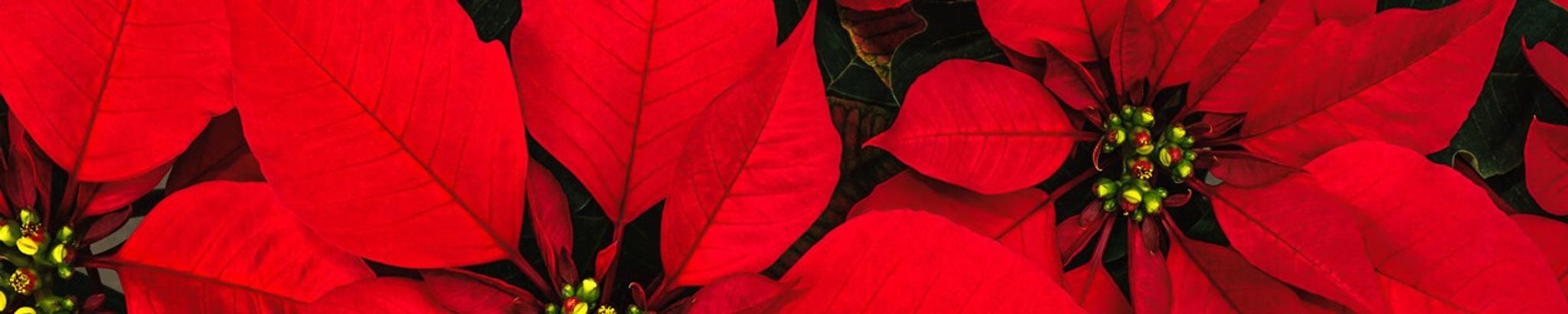 Cover for Sue Anne Merritt Dean's Obituary