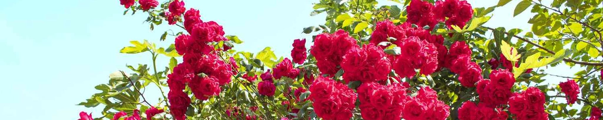 Cover photo for Linda Kay Connors's Obituary