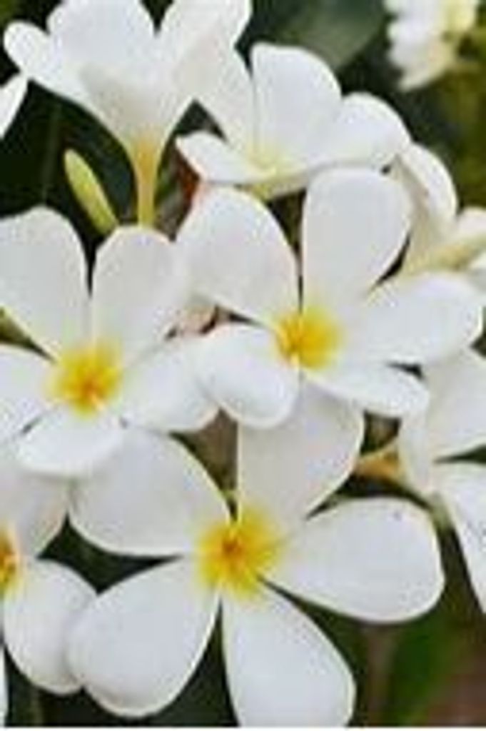 Feagai Faaogea Profile Photo