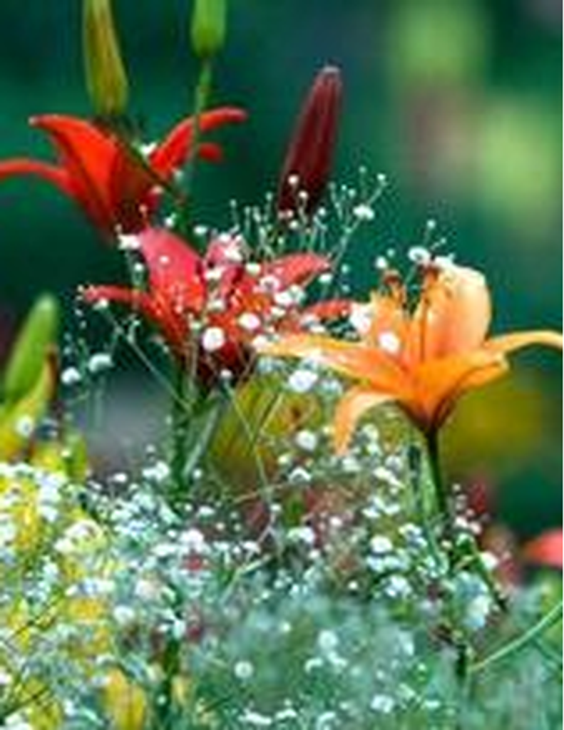 Katrina Marie Thanasiu Pickle