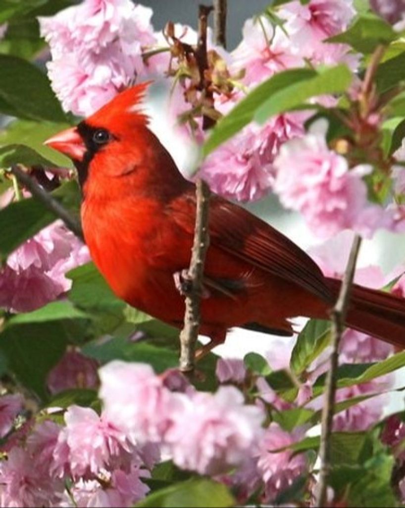 Doris Dean McMurry Profile Photo