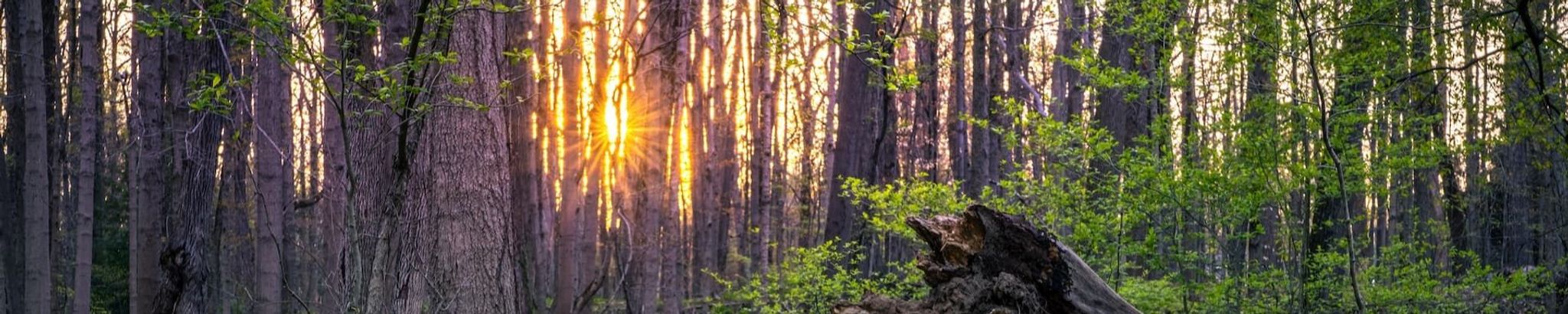 Cover photo for Cheryl Jean Sokol's Obituary