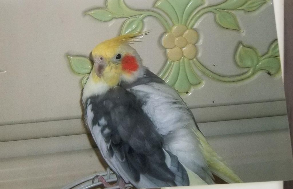 Morris Mermaid Falcon Chilliazky Profile Photo