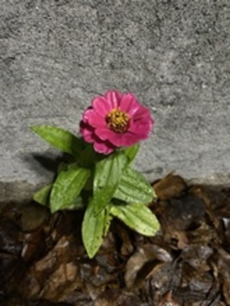 Penny Ann Riggleman Profile Photo