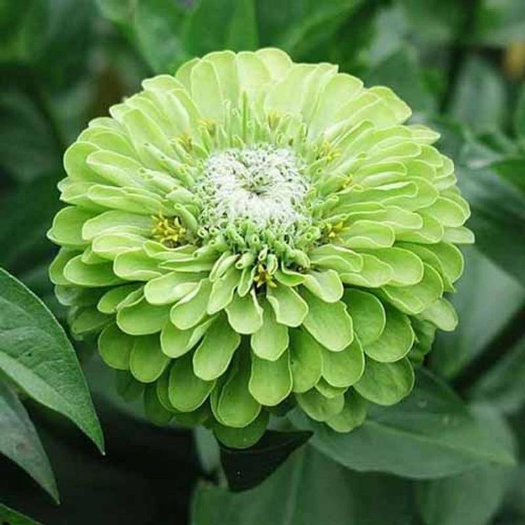 Carol Cella Profile Photo