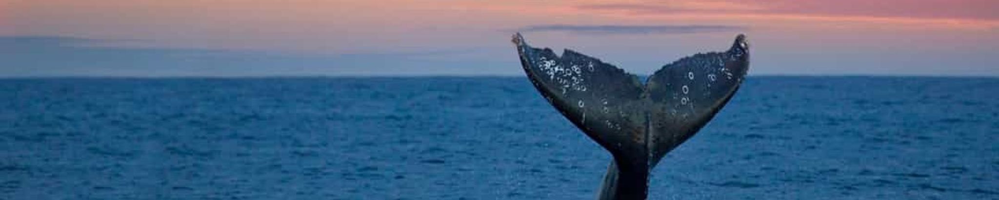 Cover for Kathleen M. Tirrell's Obituary