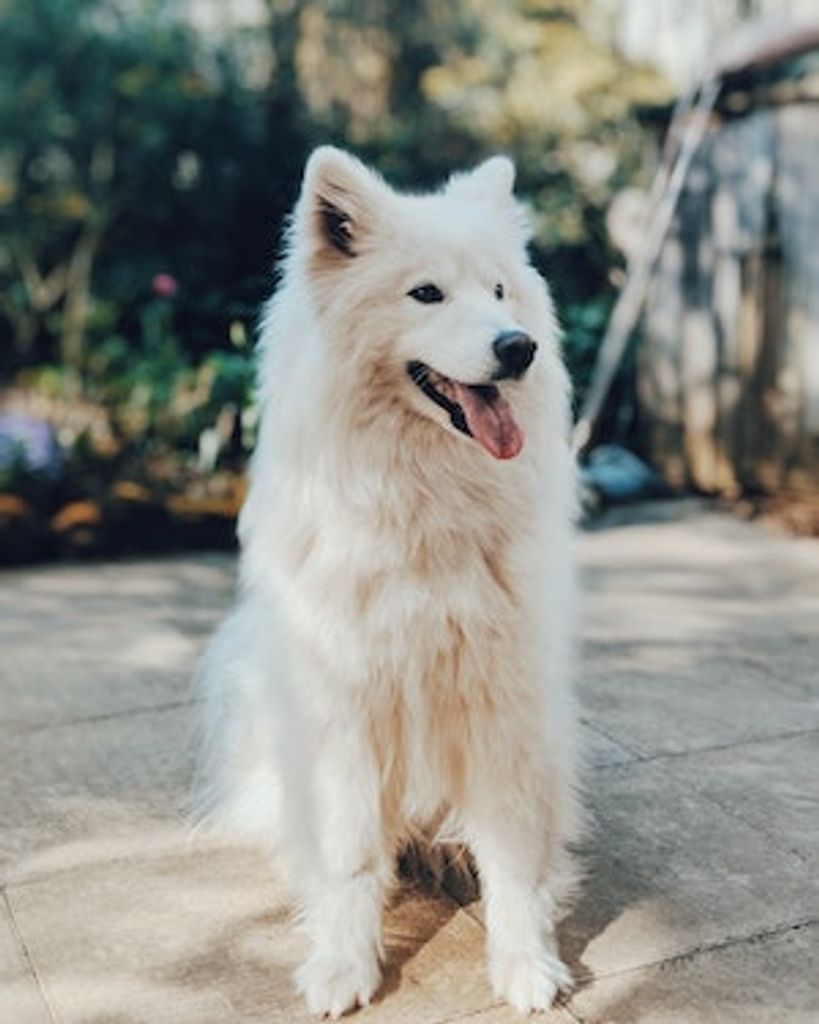 Sally Ann (Watson)  Furgeson