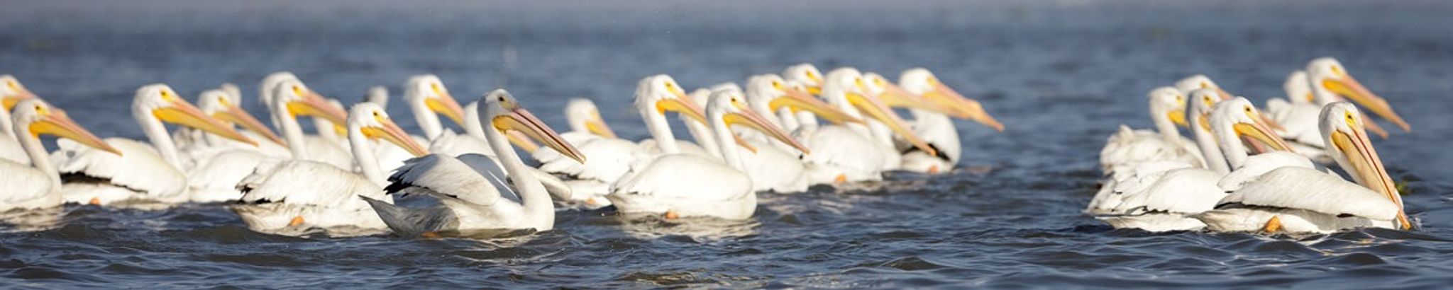 Cover for Catherine E. Chemerys's Obituary