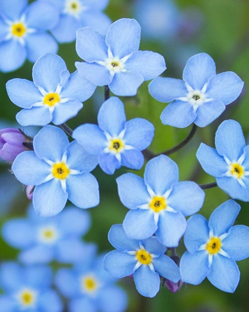 Nancy "Fisher" Strone Profile Photo