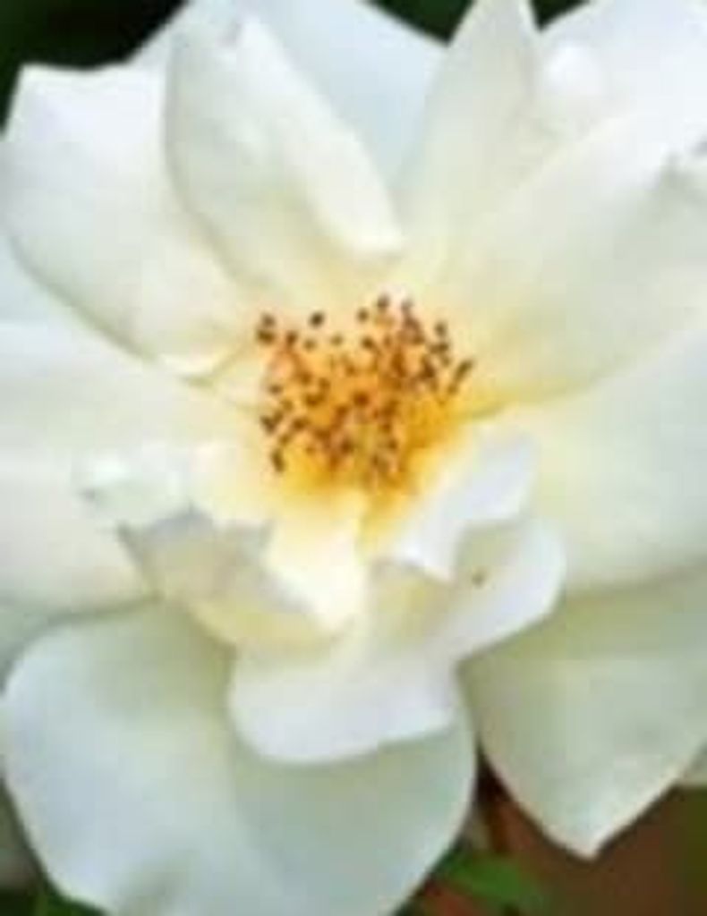 Richard Graham Profile Photo