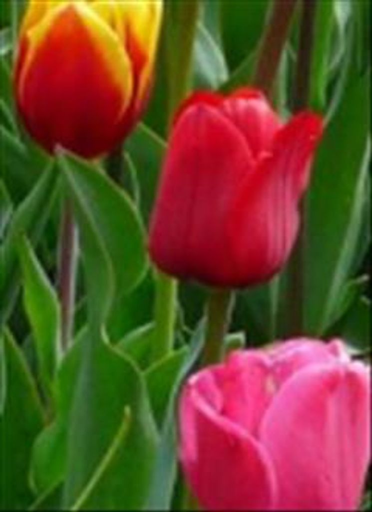 Kathryn "Kathy" Lynn Duncan