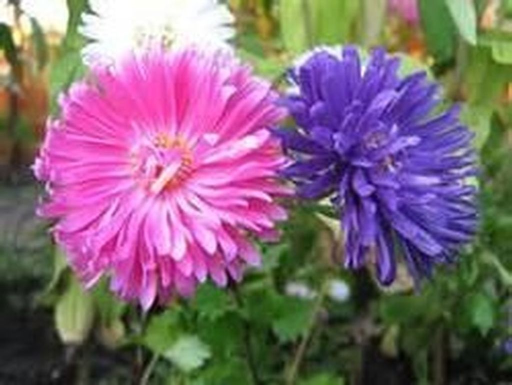 Patricia Ann Derosia