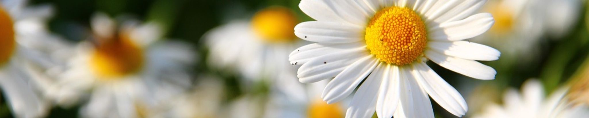 Cover photo for Carla Martinez's Obituary