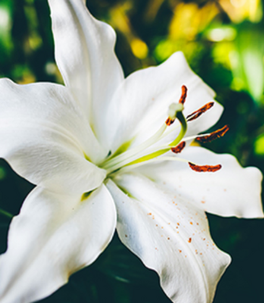 Margaret Mays Annarino