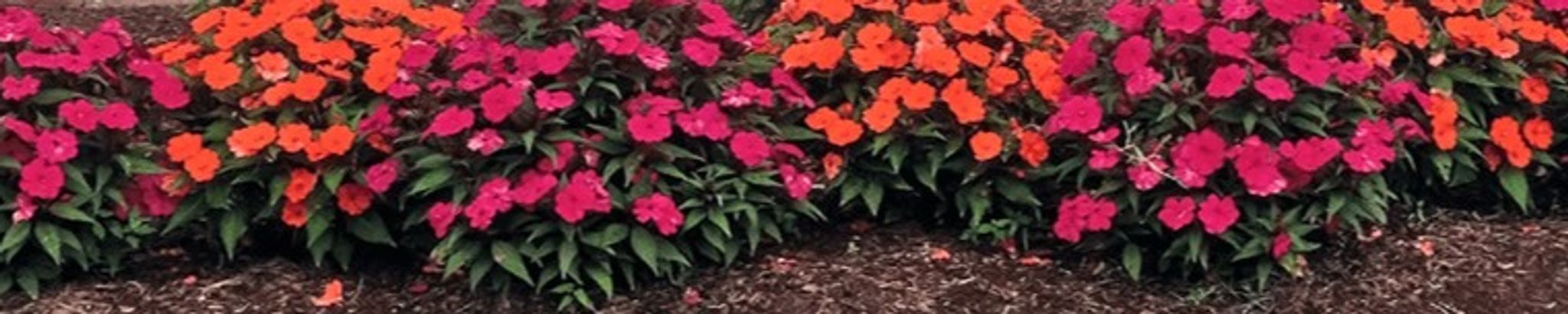 Cover photo for Lou Jane (Janie) Rodgers's Obituary