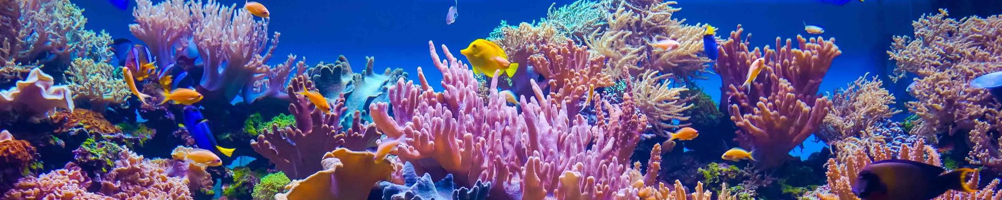 Cover for John Conrad Worrell Jr.'s Obituary