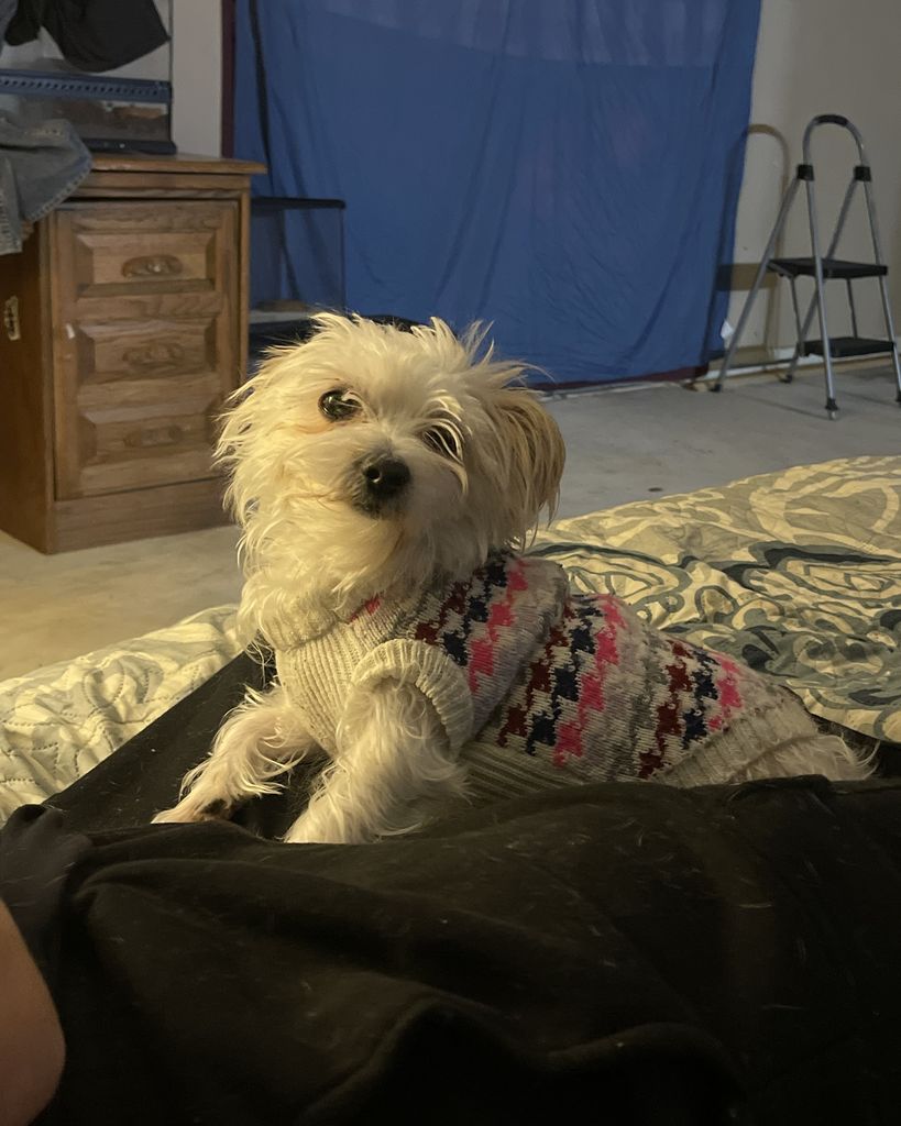 Bella B Thurmond Lewis