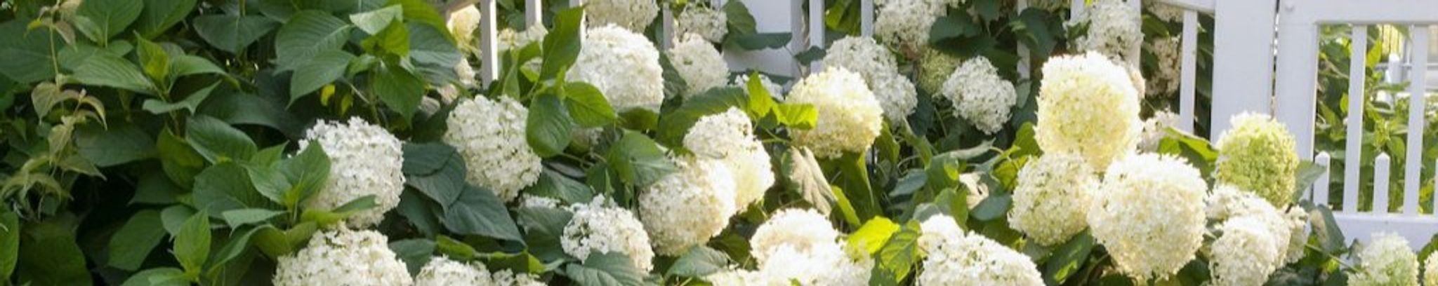 Cover photo for Carol Nabors Graves's Obituary