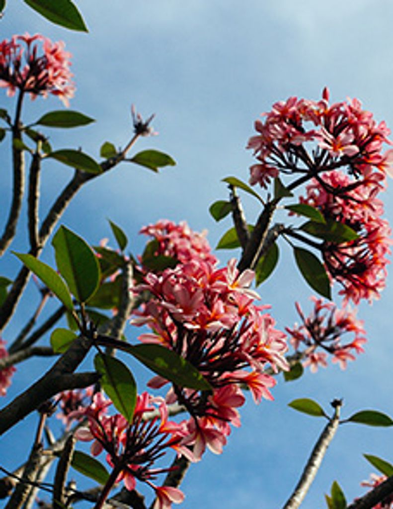 Carol Ann Boltinghouse Profile Photo