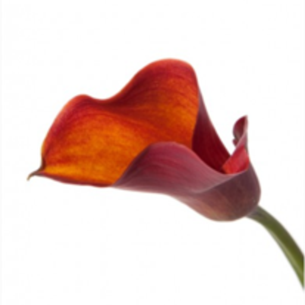Shirley C. Thomann