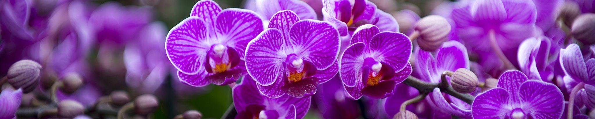 Cover photo for Carolyn Ann Wilson's Obituary