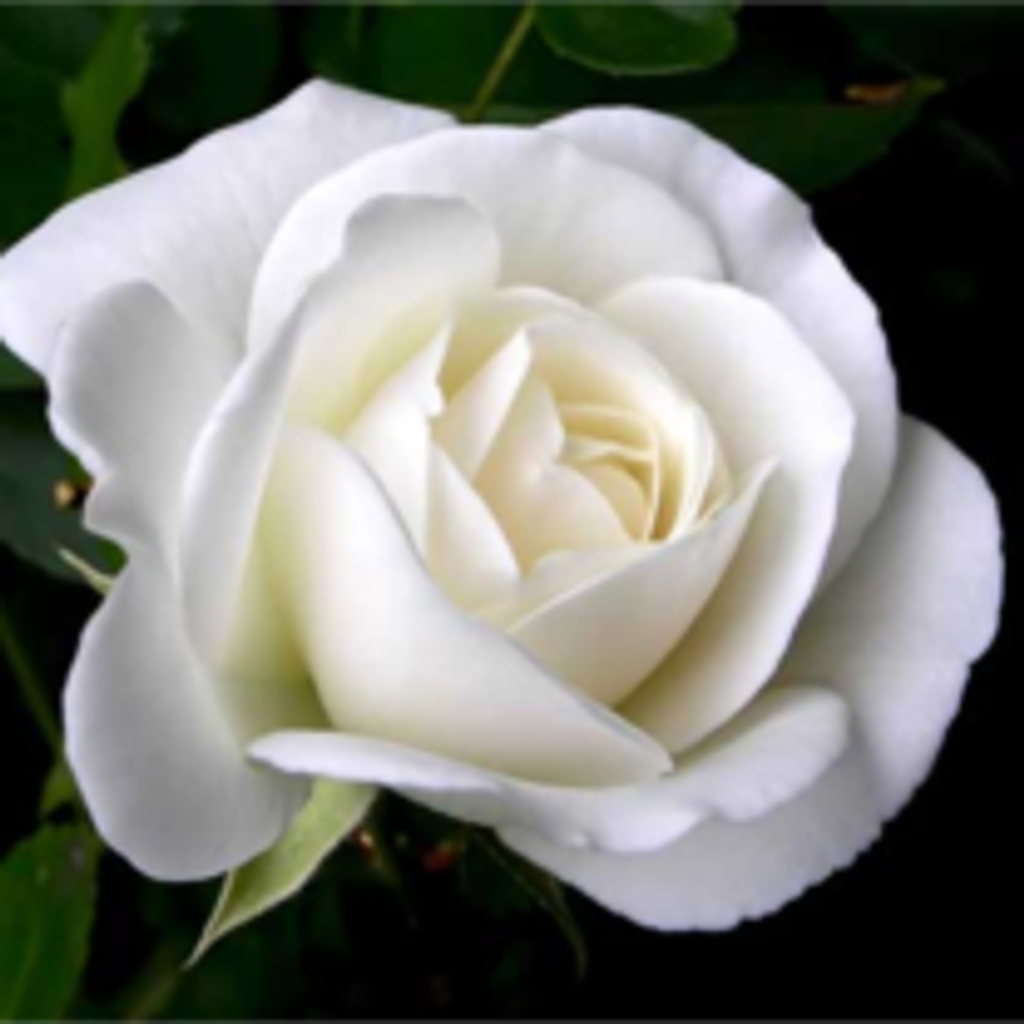 Rosa Valero