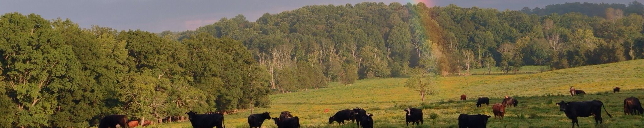 Cover for Dorothy Ruth Huss Rash's Obituary