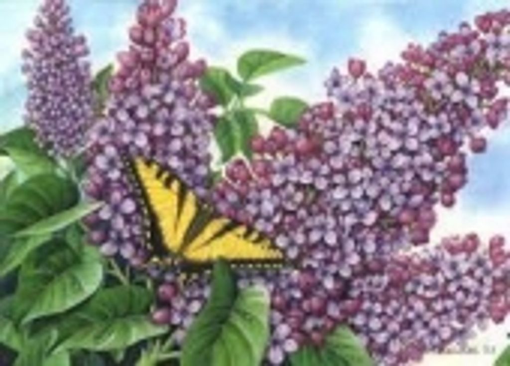 Marylyn Ann Jenkins (Kilmain)