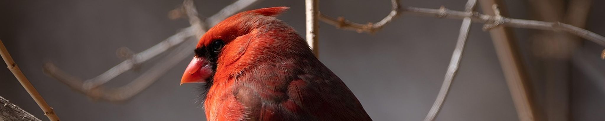 Cover for Geraldine "Jeri" Simonton's Obituary