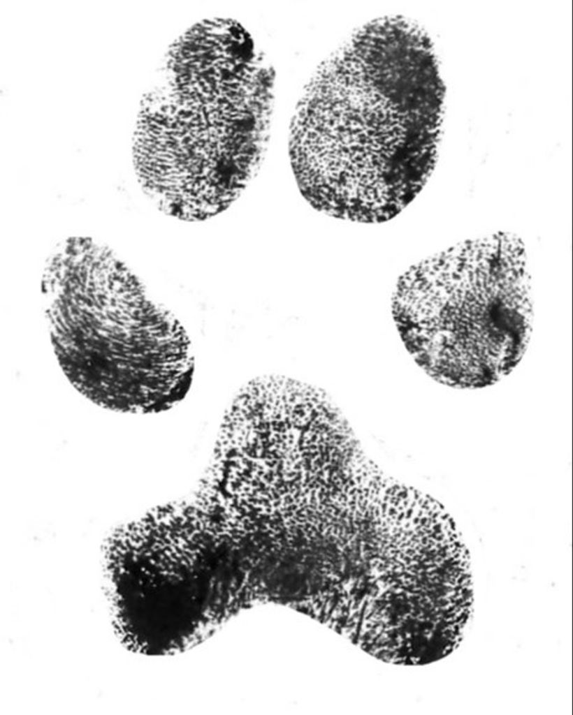 Mozzy Barber Profile Photo