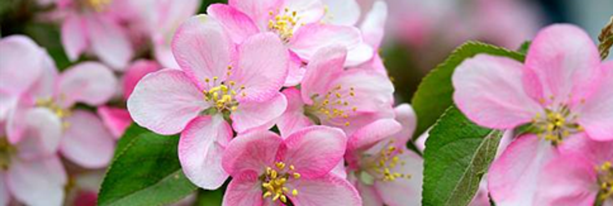 Cover photo for Christine Simpson's Obituary