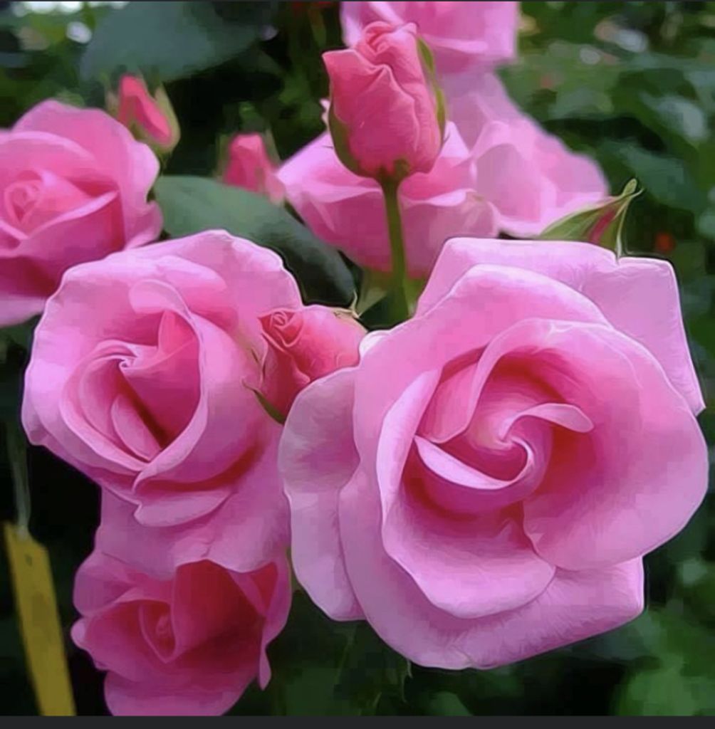 Paulette Echols Profile Photo