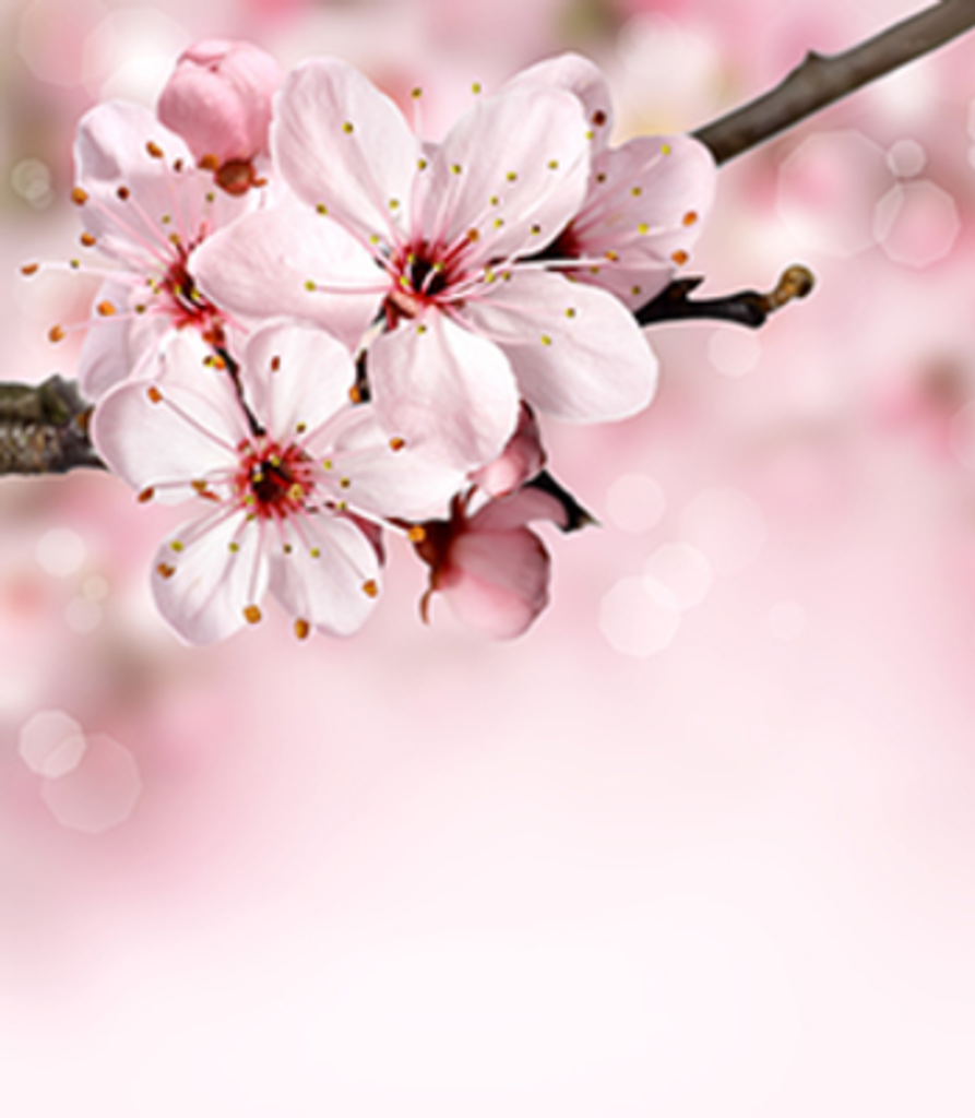 Darlene Marie Hambrick Bishop