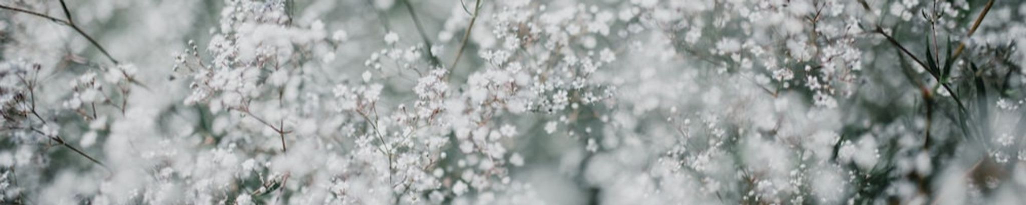 Cover photo for Constantina Farrell's Obituary