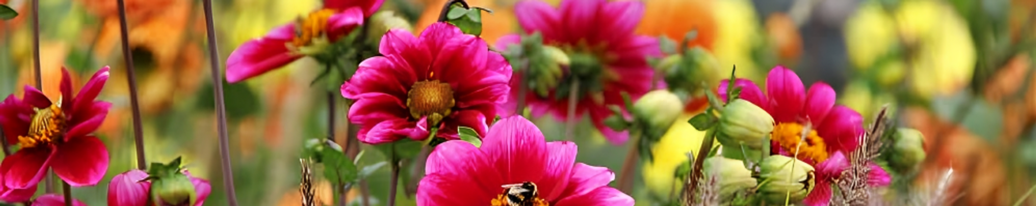 Cover for Heidi Lynn Carsey's Obituary