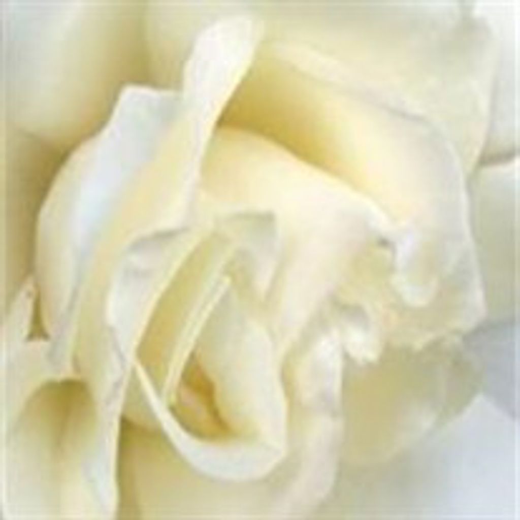 Lynn  Marie Beltowski Profile Photo