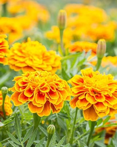 Goldia Lou Montgomery's obituary image