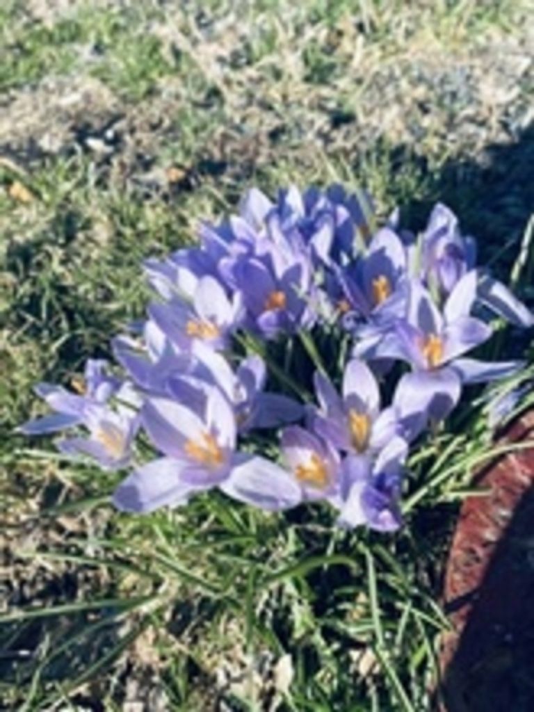 Anna L. Hunsicker Profile Photo