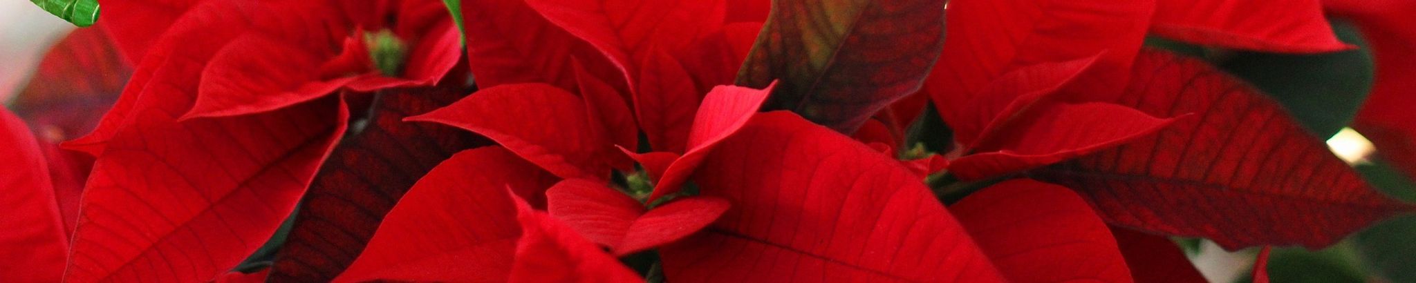 Cover photo for Ramona Borg's Obituary